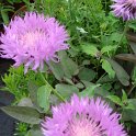 Centaurea hypoleuca 'Johns Coutt' fleur